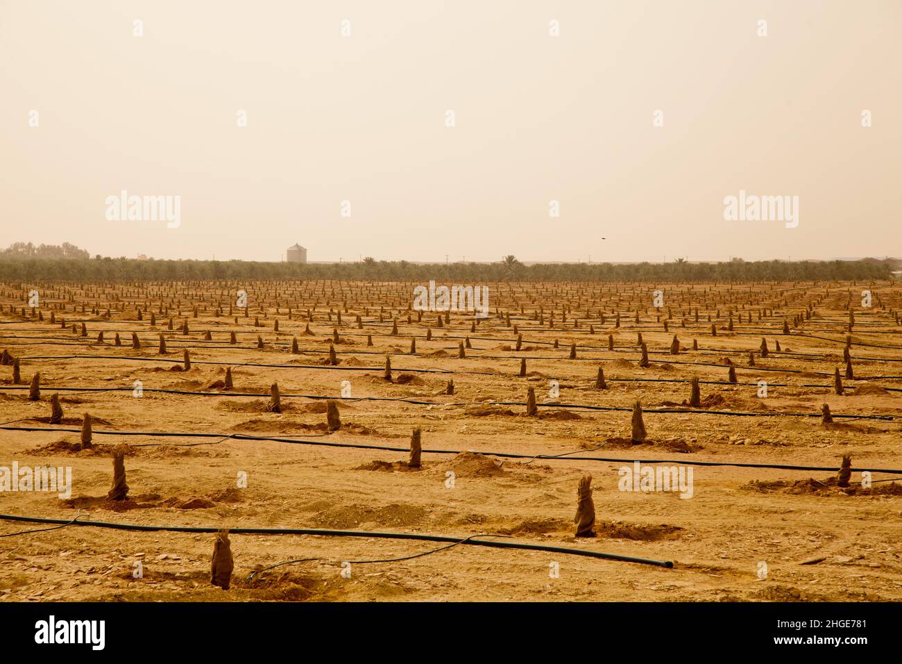 A big farm of small palm trees with irrigation system and water pipes