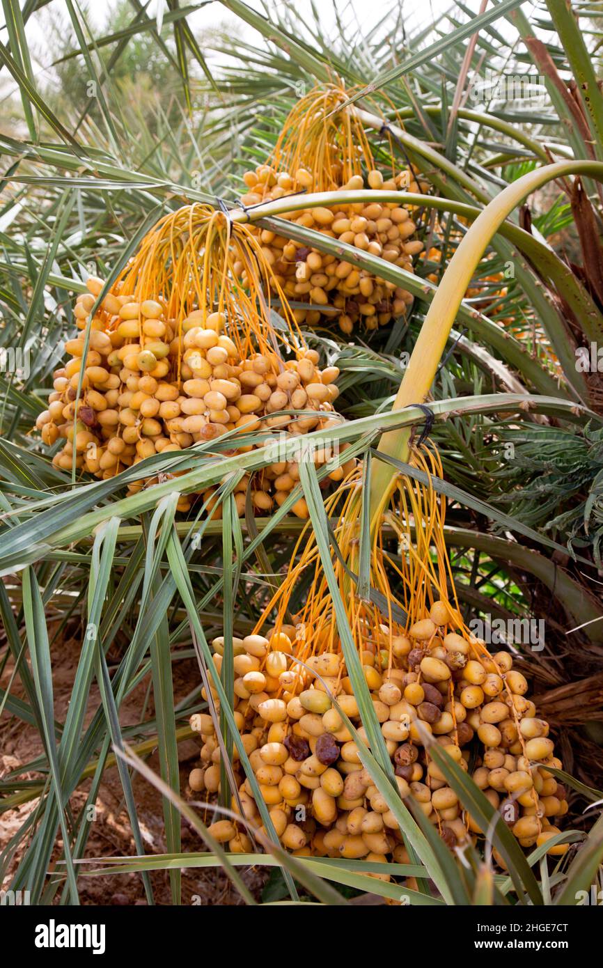 Pollination In Date Palm Tissue Culture Date Palm TC Date, 58 OFF