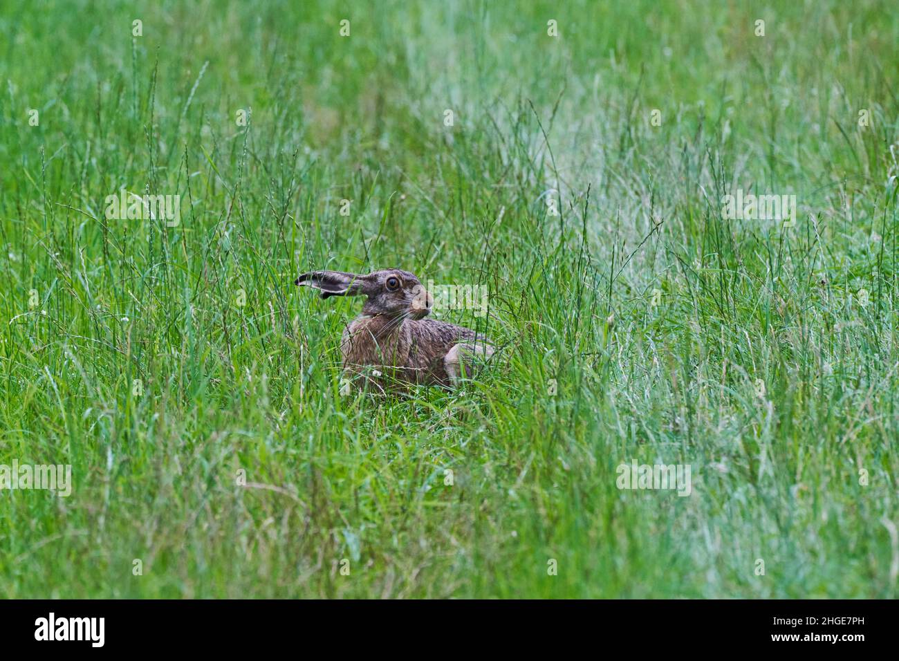 Hare or jackrabbit, leporids belonging to the genus Lepus. They are classified in the same family as rabbits. Stock Photo