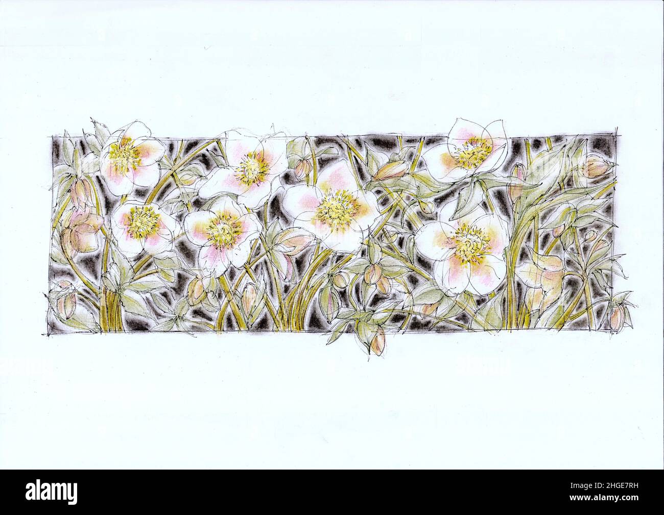 Illustration of white hellebores in full bloom. Stock Photo