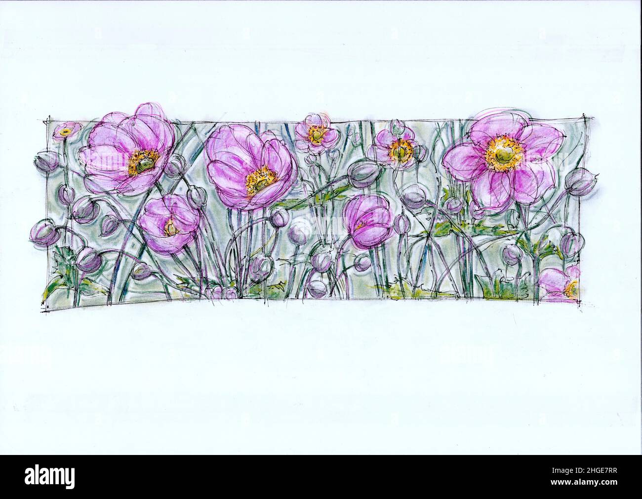 Illustration of pink Japanese anemones in full bloom. Stock Photo