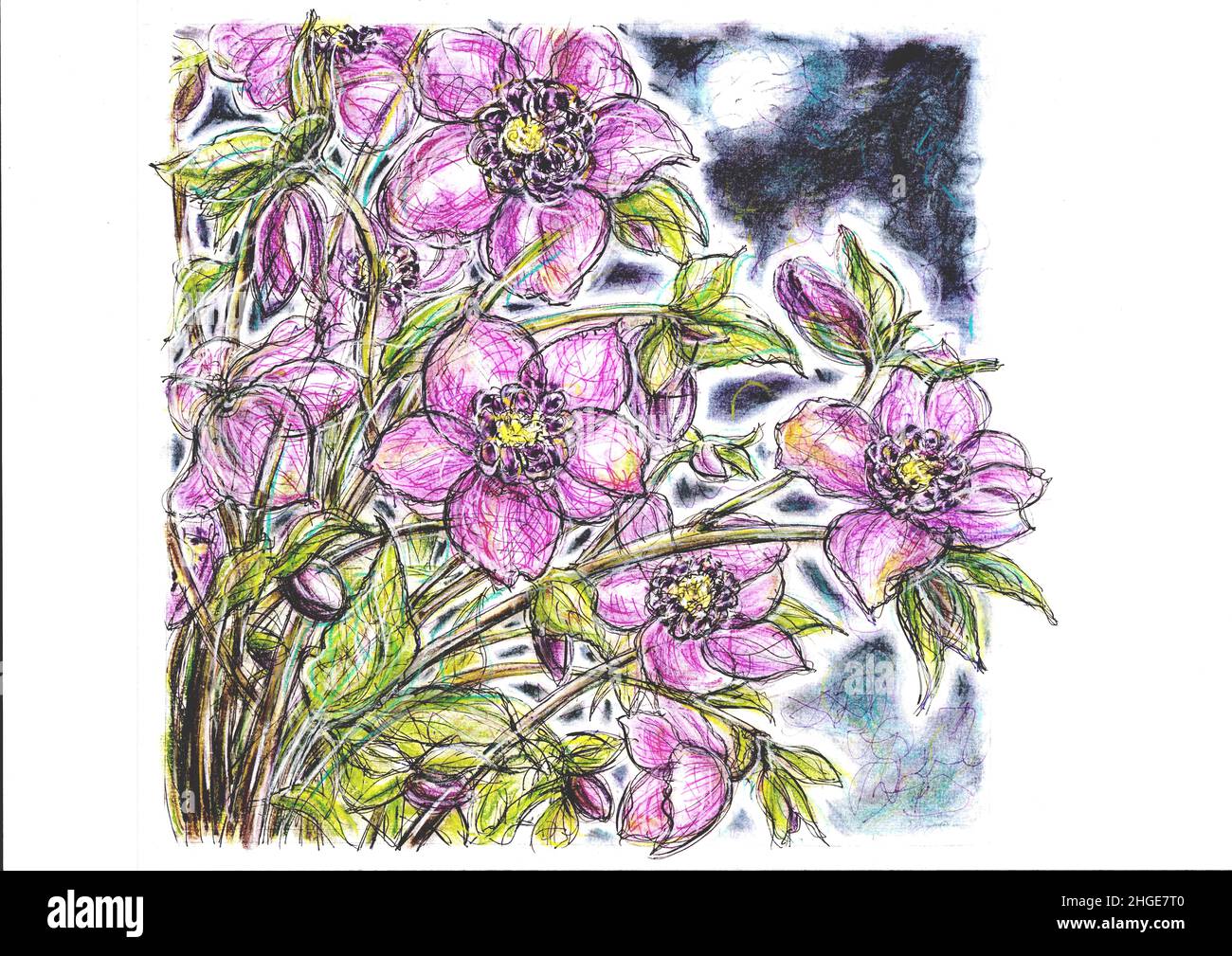 Illustration of pink hellebores in full bloom. Stock Photo