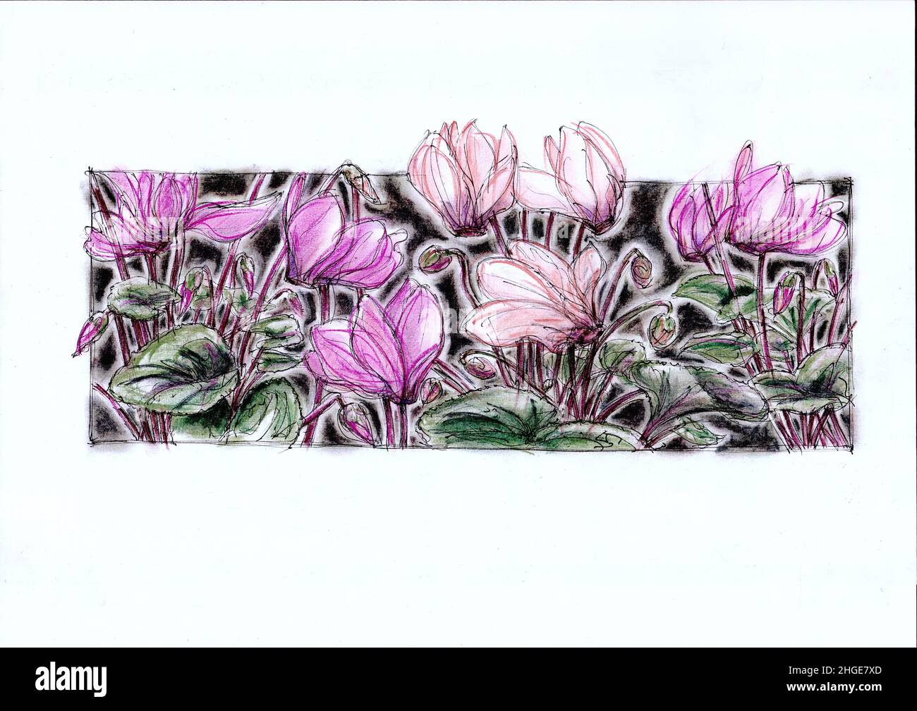 Illustration of pink cyclamen in full bloom. Stock Photo