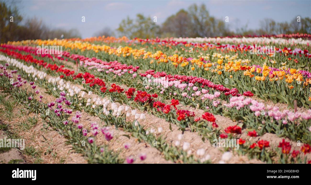 Blooming Red Tulips on Flowers Plantation Farm Stock Photo - Alamy