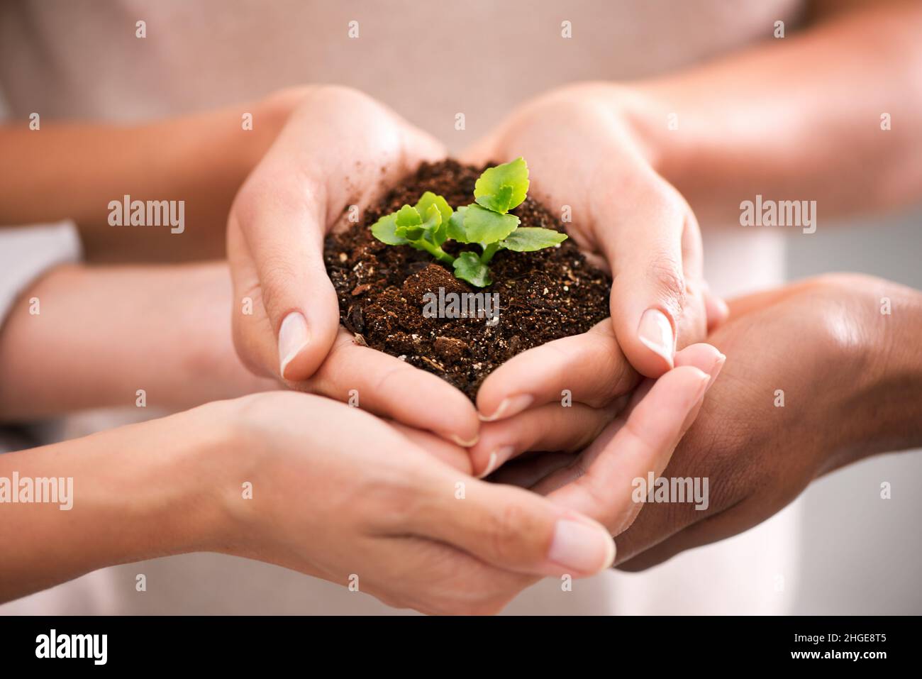 Together we can nuture greatness. Closeup shot of cupped hand holding a small seedling. Stock Photo