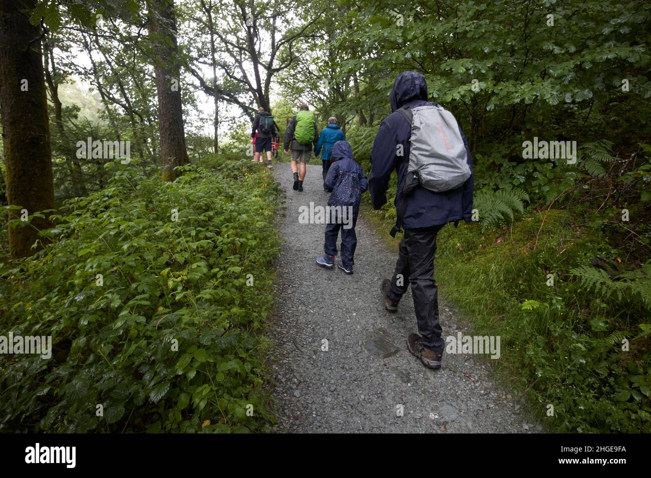 tourists walking along a path in wet weather through woods near skelwith lake district, cumbria, england, uk Stock Photo