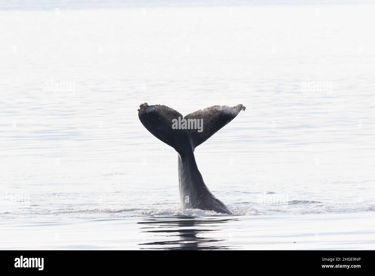 A playful humpback whale in Alaska's chilly waters raises and lowers its huge, fluked tail fi in a playful manner Stock Photo