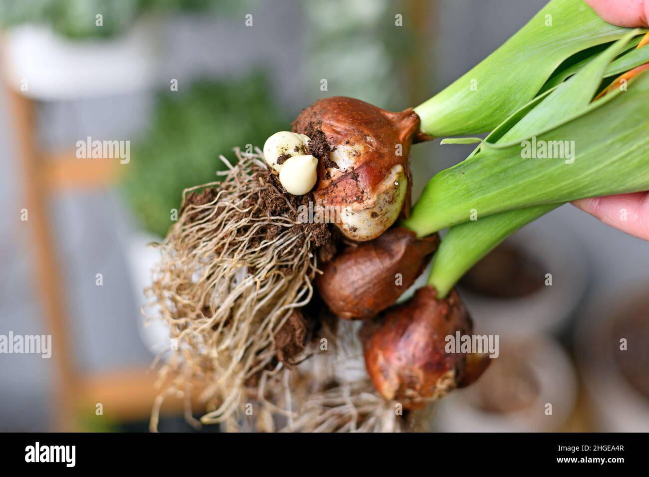 Large tulip flower bulbs with small offset bulbs used for plant propagation Stock Photo