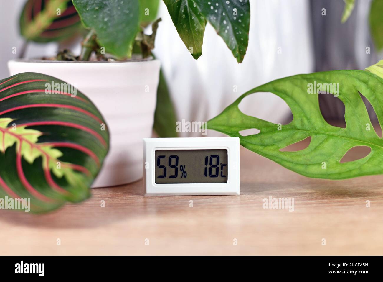 Hygrometer and thermometer device to measure humidity and temperature for houseplants Stock Photo
