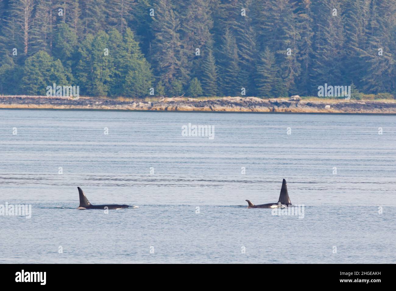 A pod of Killer Whales swims off the shore of Southeast Alaska in Stephens Passage. Stock Photo