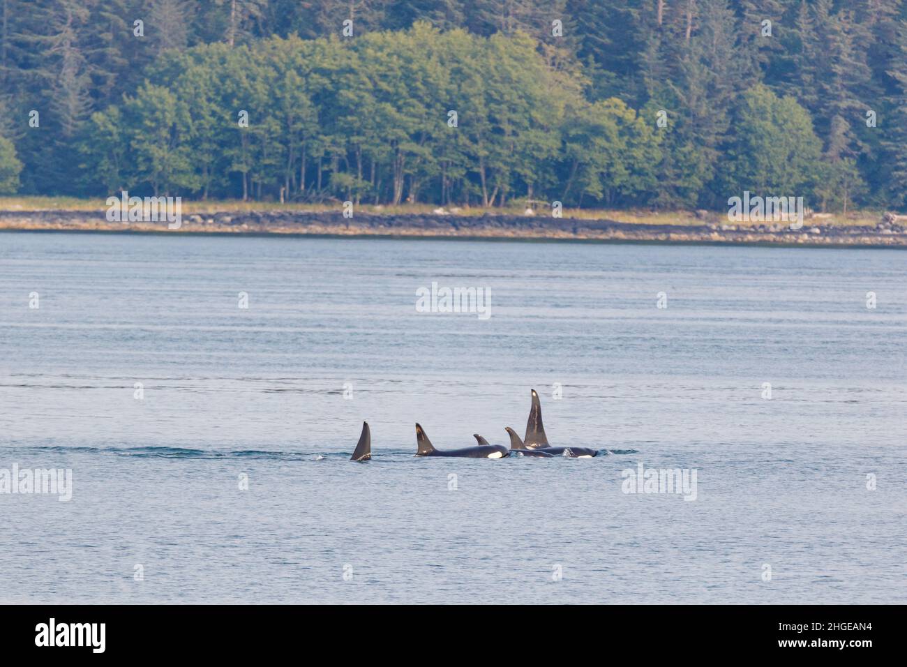 A pod of Killer Whales swims off the shore of Southeast Alaska in Stephens Passage. Stock Photo