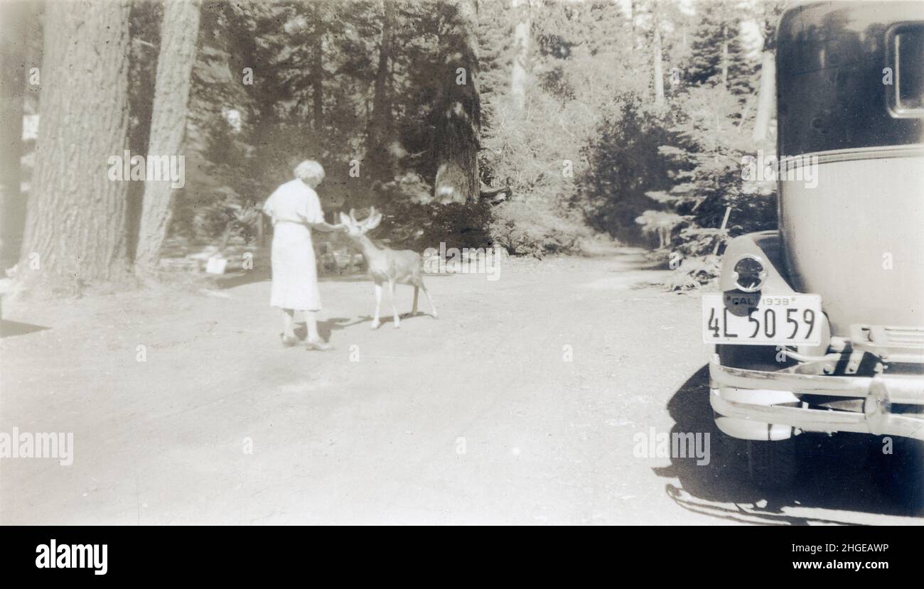 Antique 1938 photograph, woman hand feeds a deer in General Grant Grove, Kings Canyon National Park, in Fresno County, California. SOURCE: ORIGINAL PHOTOGRAPH Stock Photo