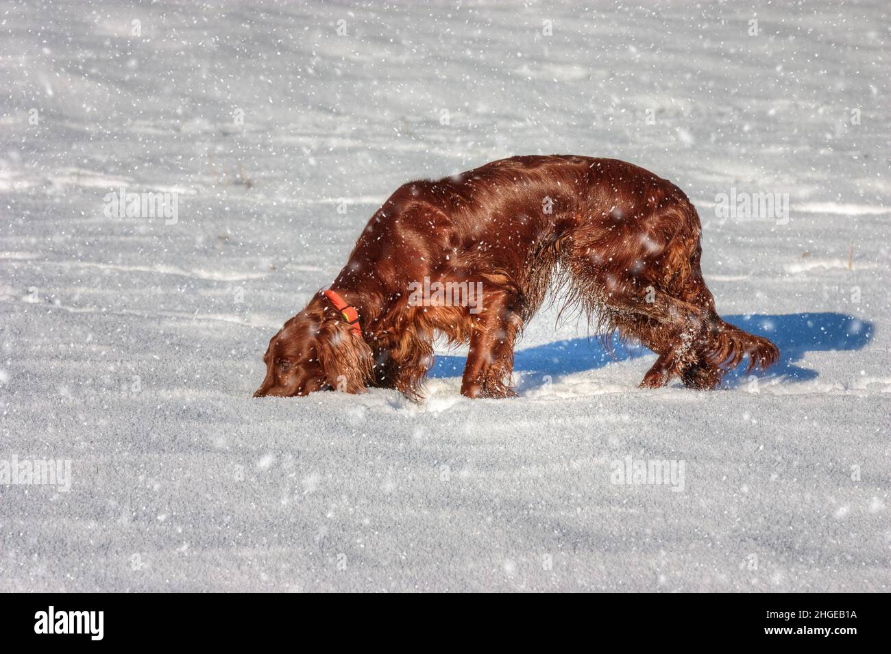 Beautiful Irish Setter tracking in the snow. Stock Photo