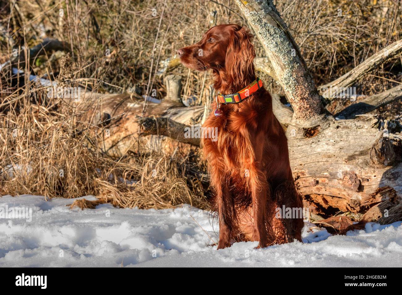 A beautiful shiny red Irish Setter hunting dog sits in the sun on the snow-covered edge of a forest and attentively observes the hunting ground. Stock Photo