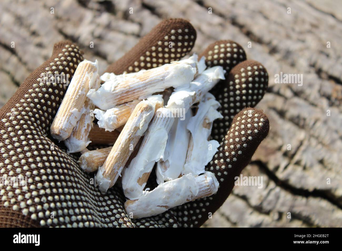 wooden dowel for mushroom cultivation Stock Photo Alamy