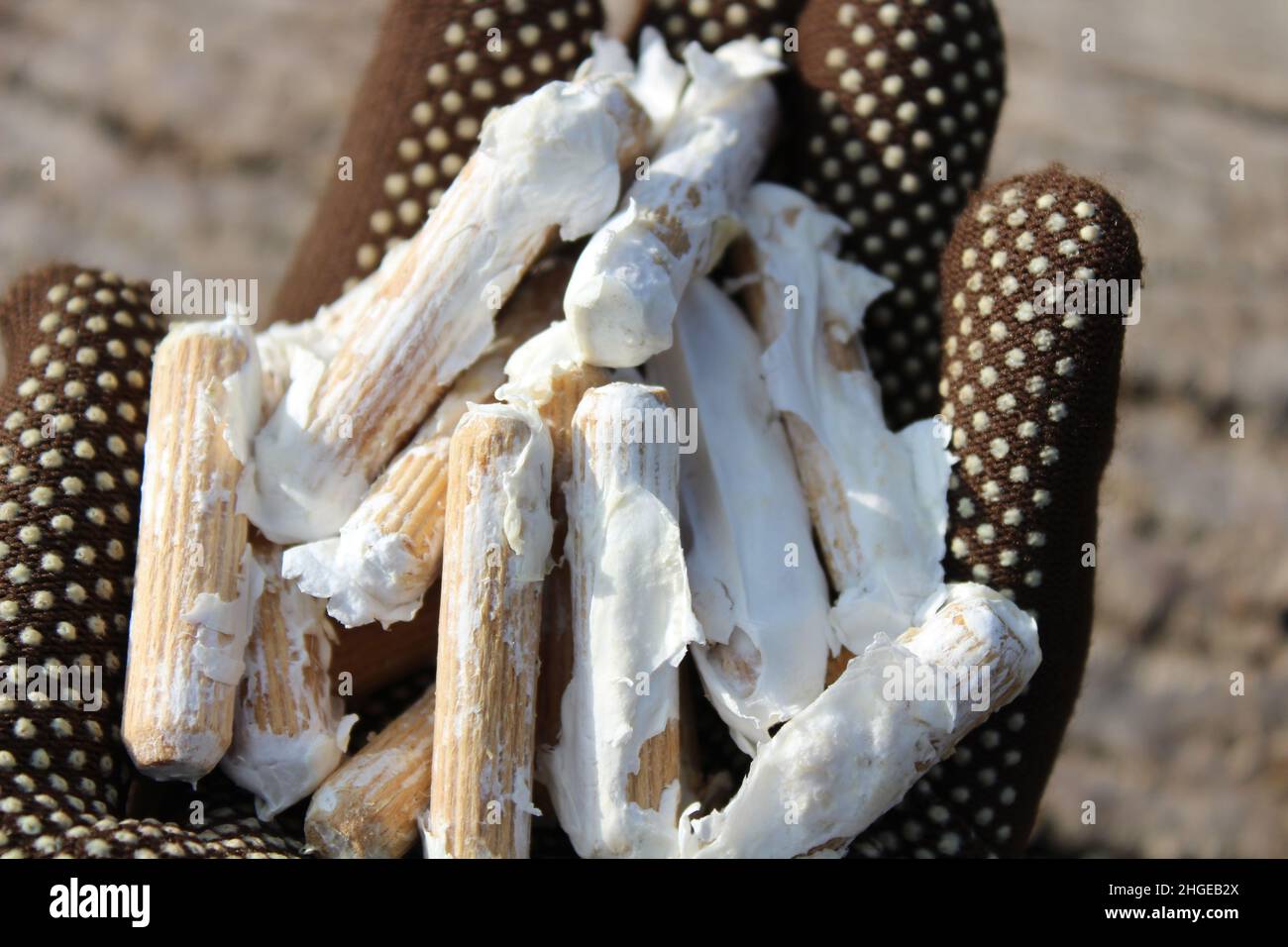 wooden dowel for mushroom cultivation Stock Photo Alamy