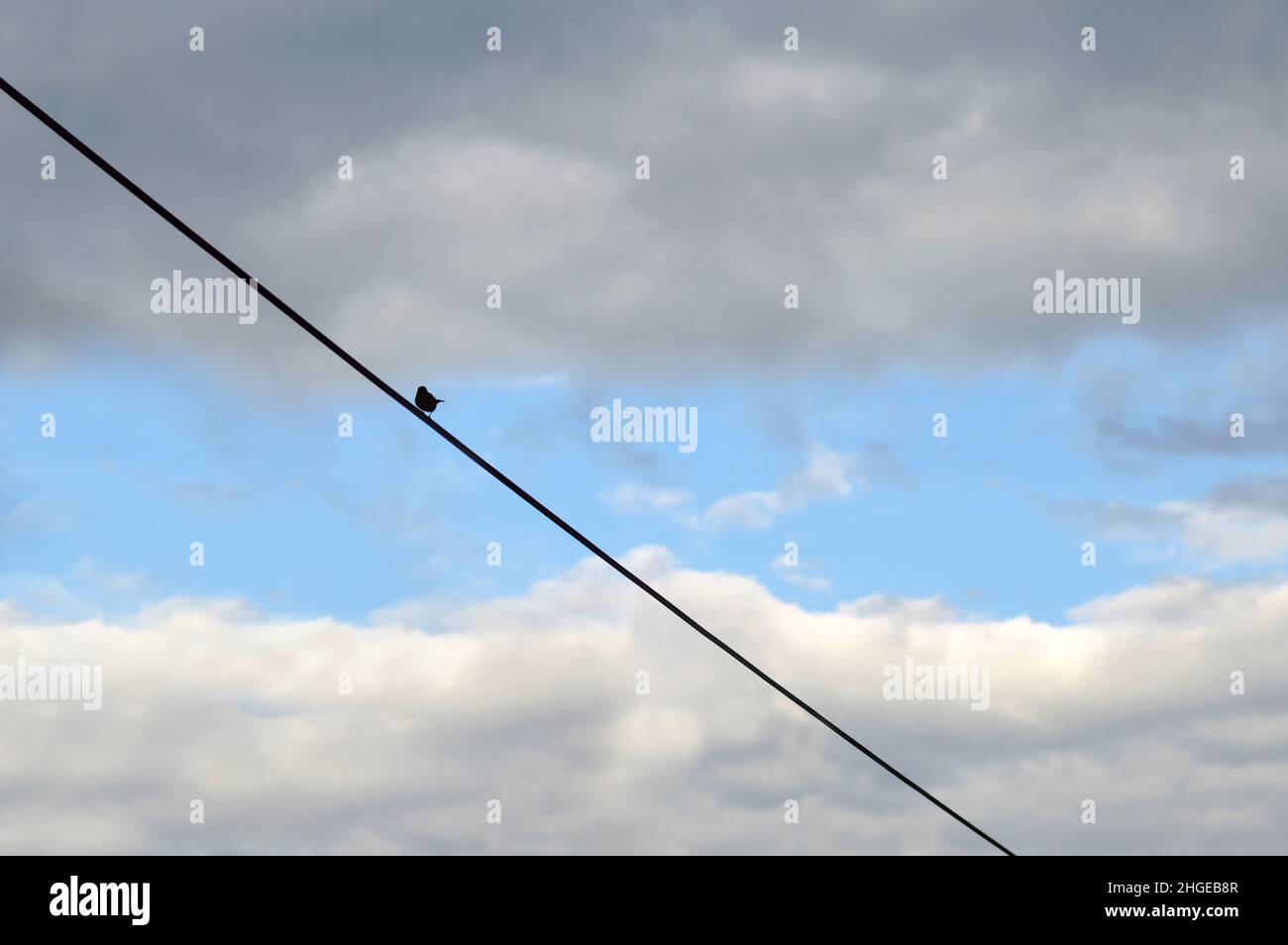 Bird on a wire against blue sky Stock Photo