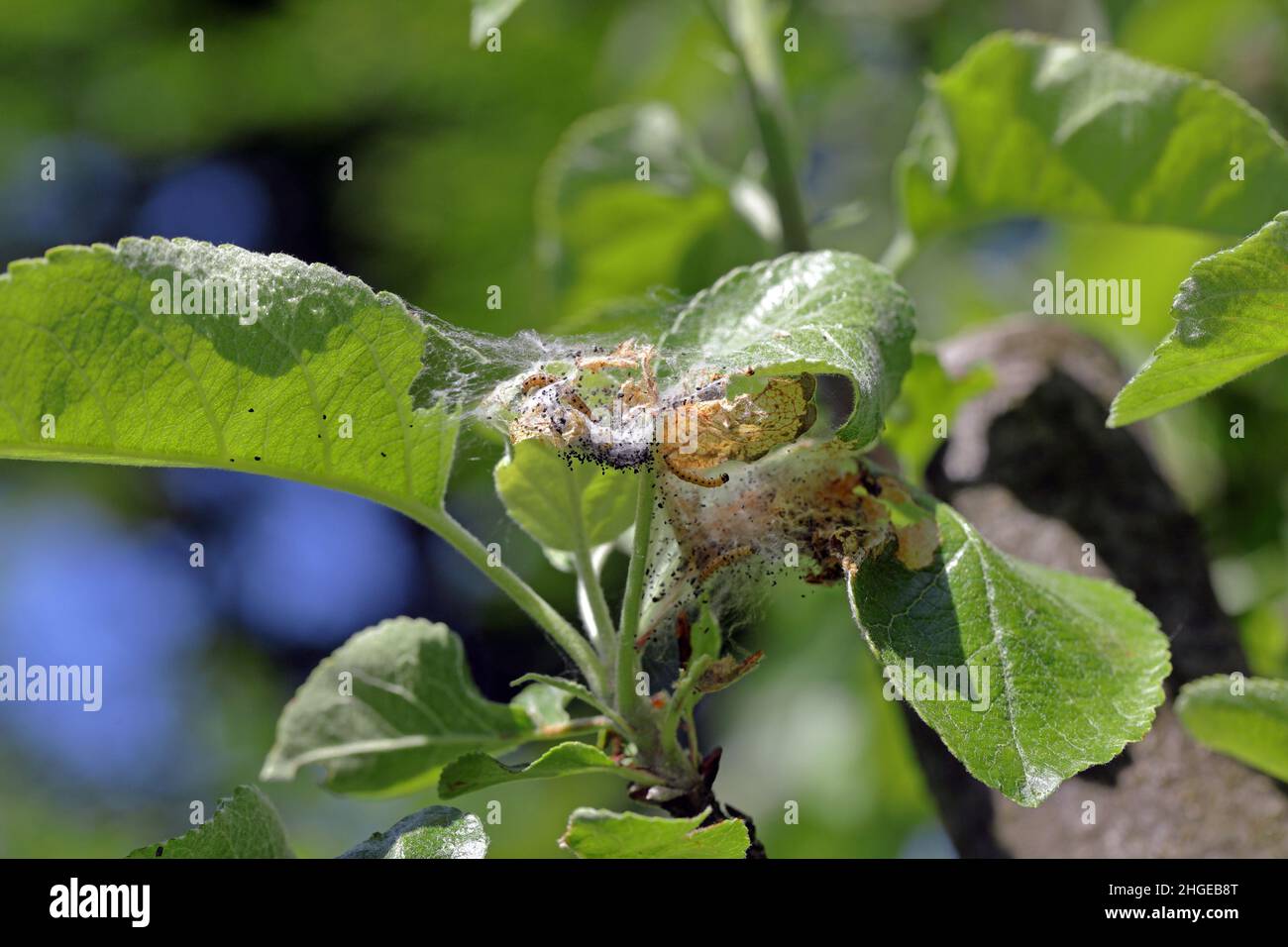 Caterpillars of apple ermine moth - Yponomeuta malinellus in their web, macro wildlife animal Stock Photo