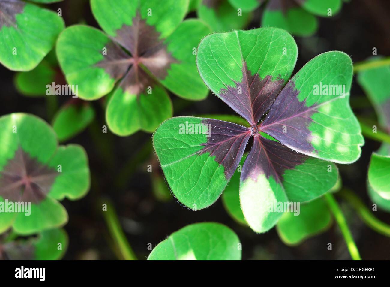 St Patricks Day background. Full frame of four- leaf clovers Stock Photo