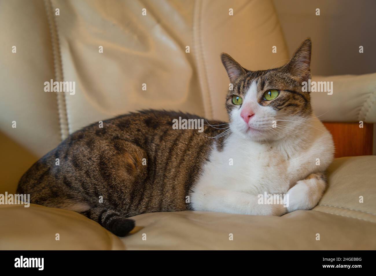 Tabby and white cat lying on an armchair. Stock Photo