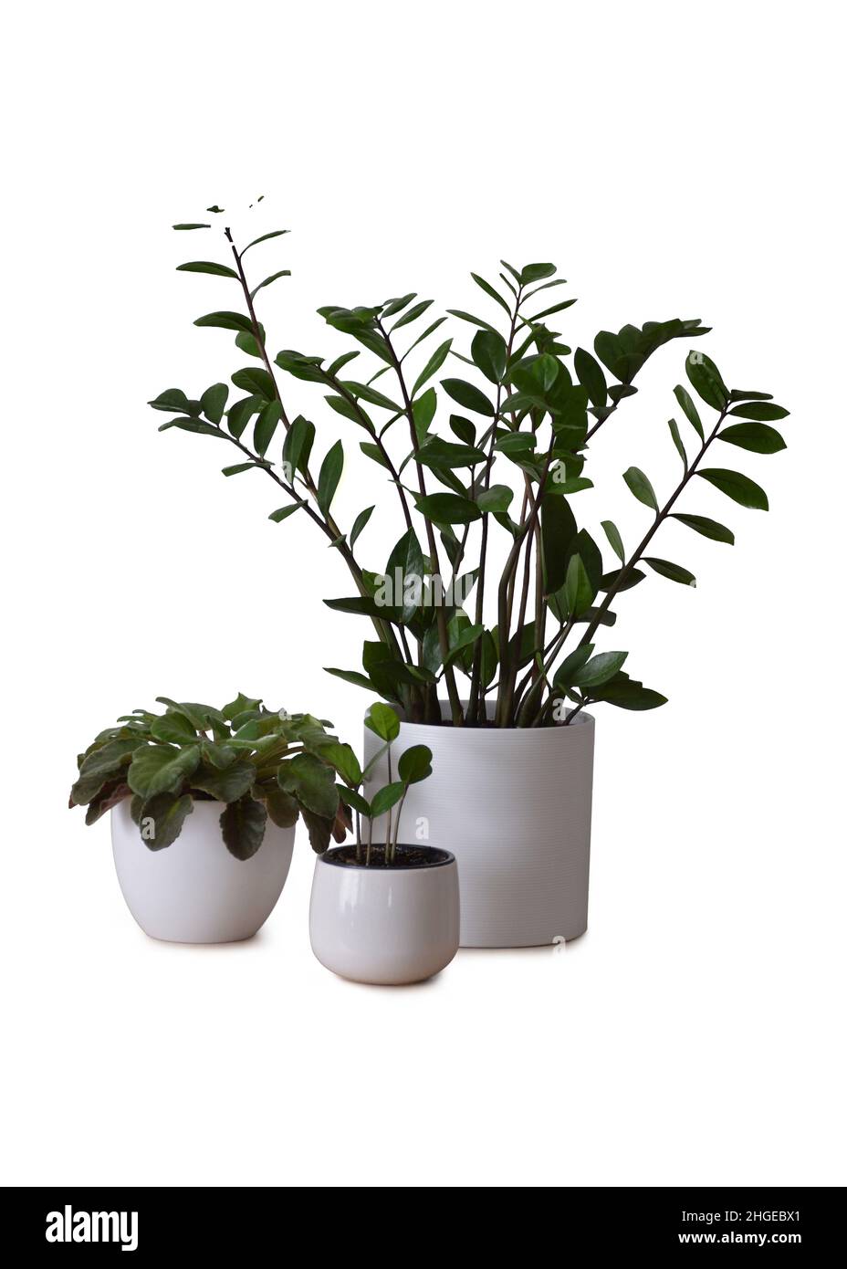 ZZ plant or Zamioculcas zamiifolia and African violets isolated on