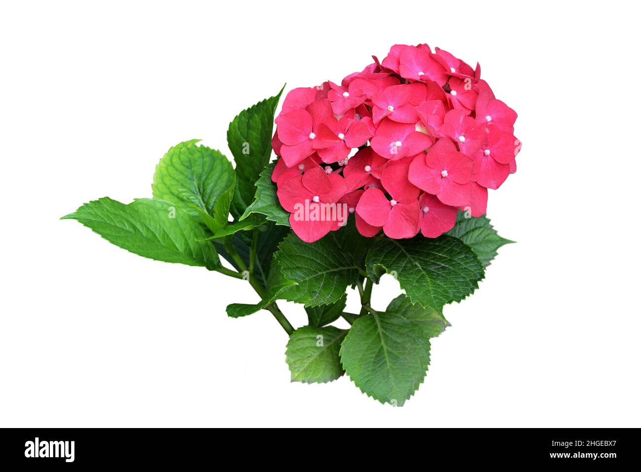 Pink hydrangea isolated on white background Stock Photo - Alamy