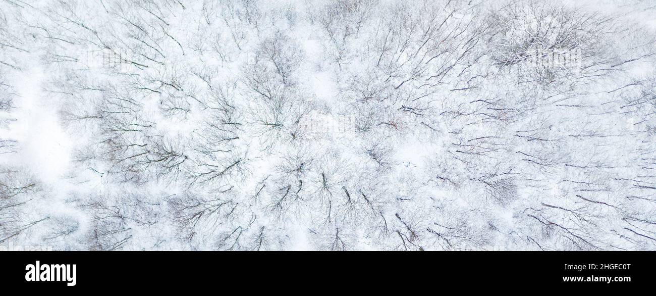 Aerial view shows forest with deciduous trees in snow. It is winter and the trees are towering in the snow without leaves. Stock Photo