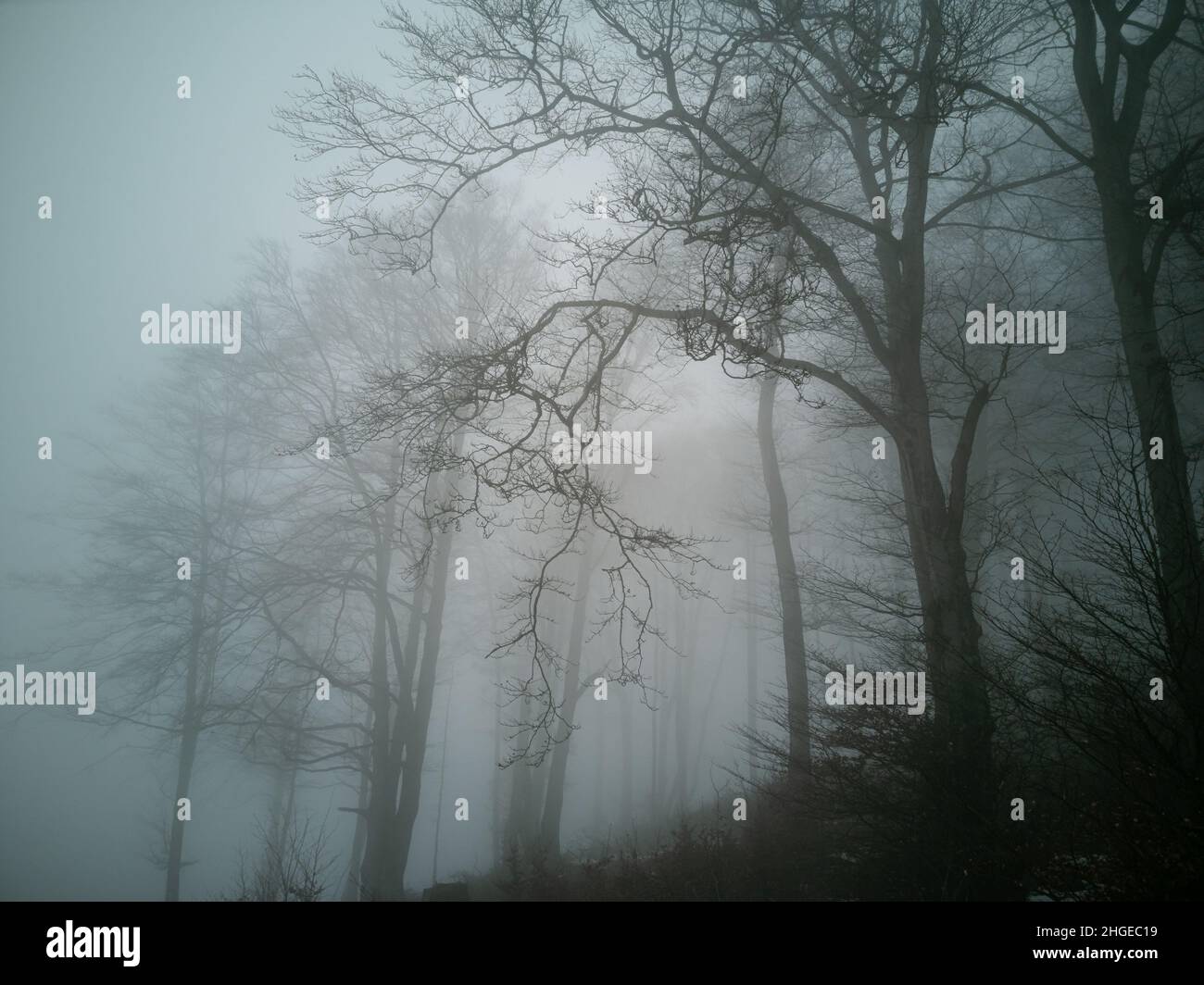 In winter, the fog makes the colors look pale. Trees and bushes in the forest are just silhouettes in a mystical environment. Stock Photo