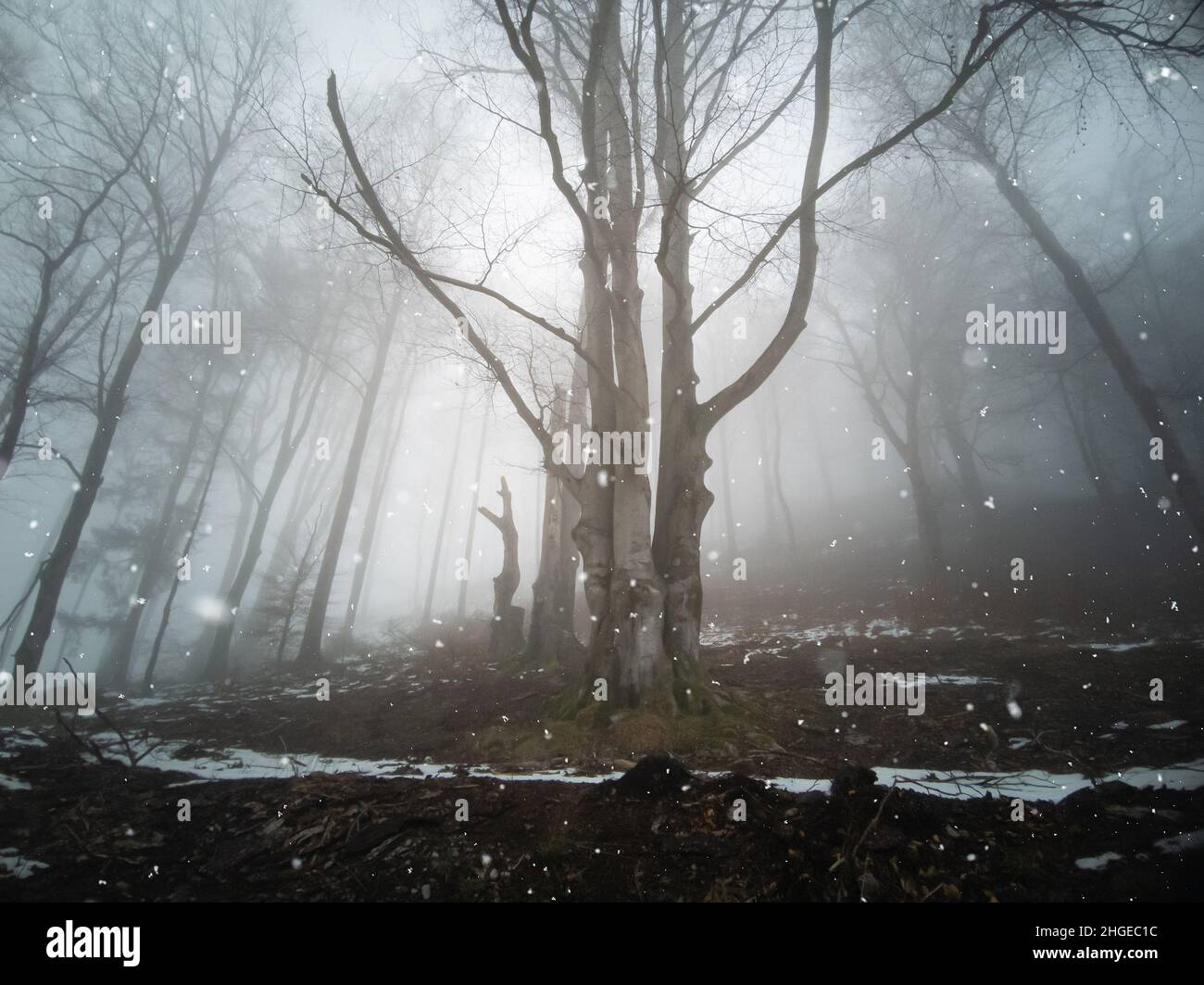 In winter, the fog makes the colors look pale. Trees and bushes in the forest are gray. It snows. Wide angle. Stock Photo