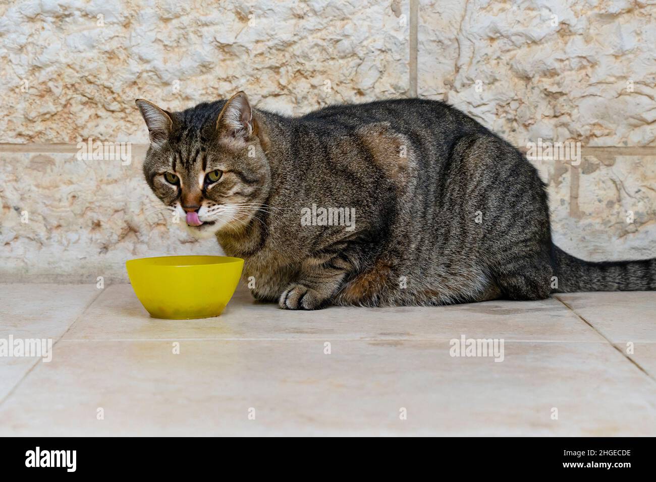 A tabby alley cat eating out of a yellow bowl and licking its lips
