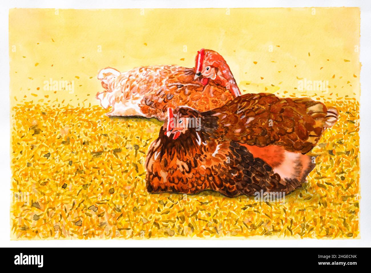 Two chickens breed Lohmann Brown lying in the straw and hatching eggs. Real watercolor on watercolor paper. Stock Photo