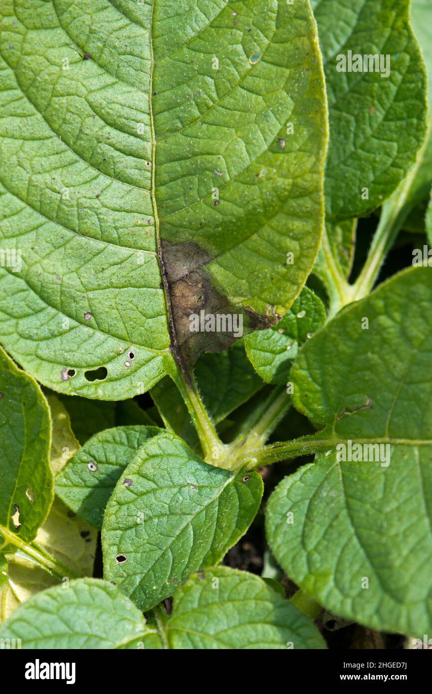 Early stages of potato blight showing on potato plant leaves Stock Photo