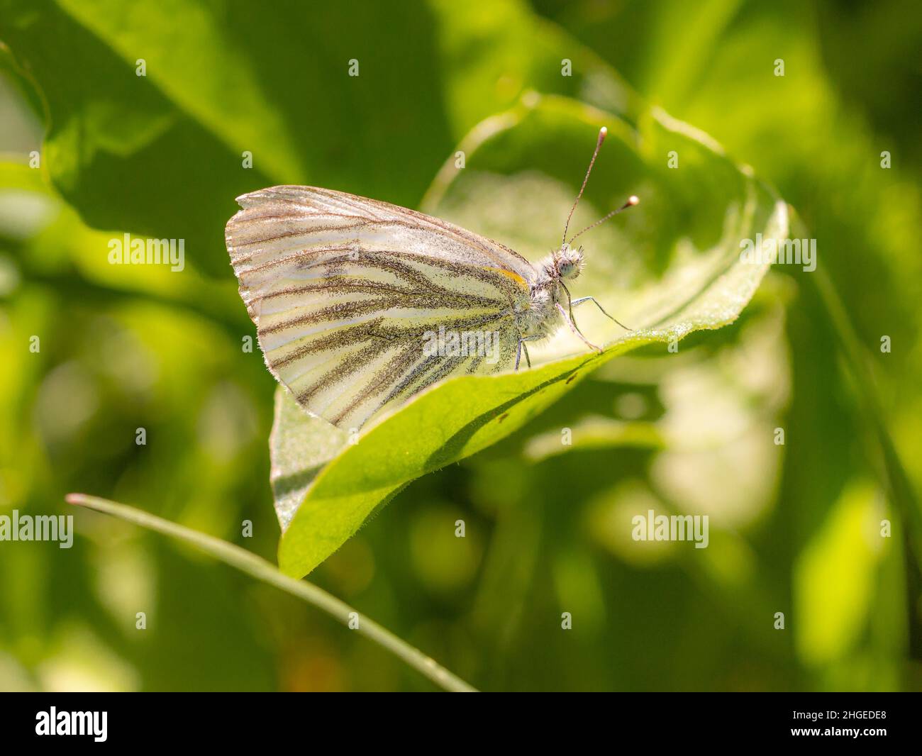 Close up of a mountain green-veined white (pieris bryoniae) butterfly sitting on a leaf on mountain meadow in National Park Texelgruppe, South Tyrol, Stock Photo