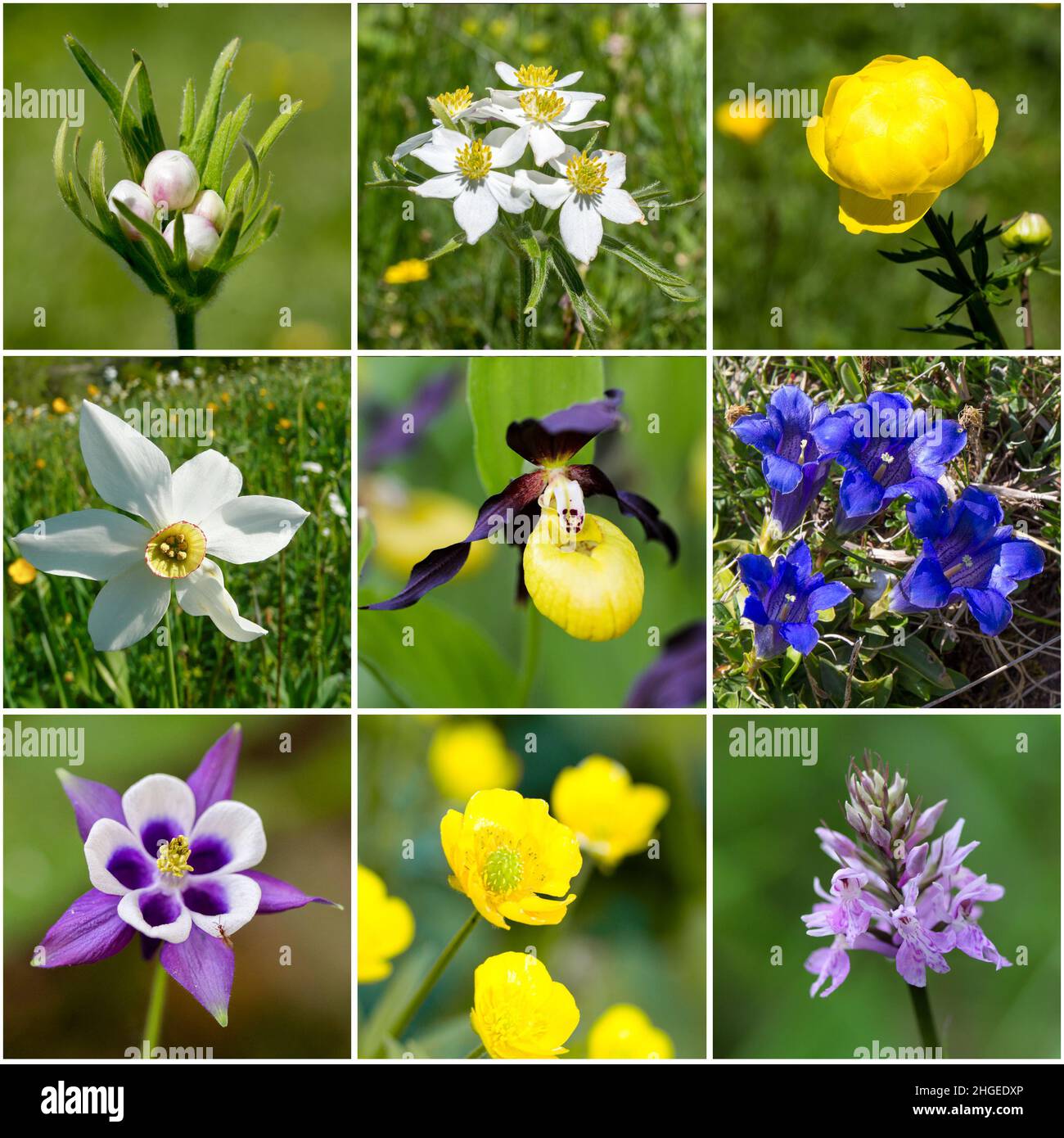 Alpine flora collage II (from top left: young narcissus anemone; narcissus anemone; globeflower; Narcissus radiiflorus, lady's slippers; stemless gent Stock Photo