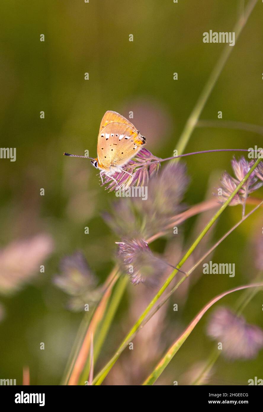 male scarce copper butterfly (Lycaena virgaureae) in mountain meadow of Pfossental (Naturpark Texelgruppe) Schnals Südtirol Stock Photo