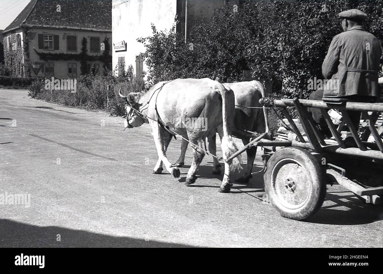 1950s, historical, two bullocks pulling a cart and a farmer along a village road, Germany. Approaching a junction, there is a triangle road sign, 'halt'. Stock Photo