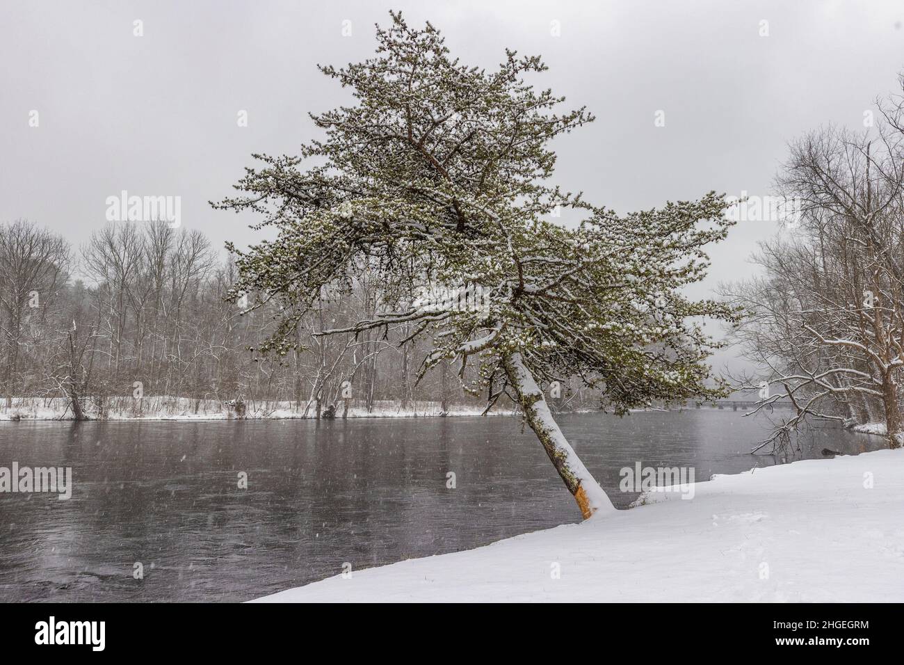Falling snow blankets the riverbanks of the south Holston River with a lone tree leaning out over the water near Bristol, Tennessee. Stock Photo
