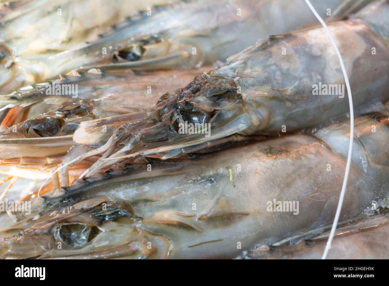 Tiger chrimp. Unpeeled frozen tiger prawns, close-up, selective focus, shallow depth of field. Stock Photo