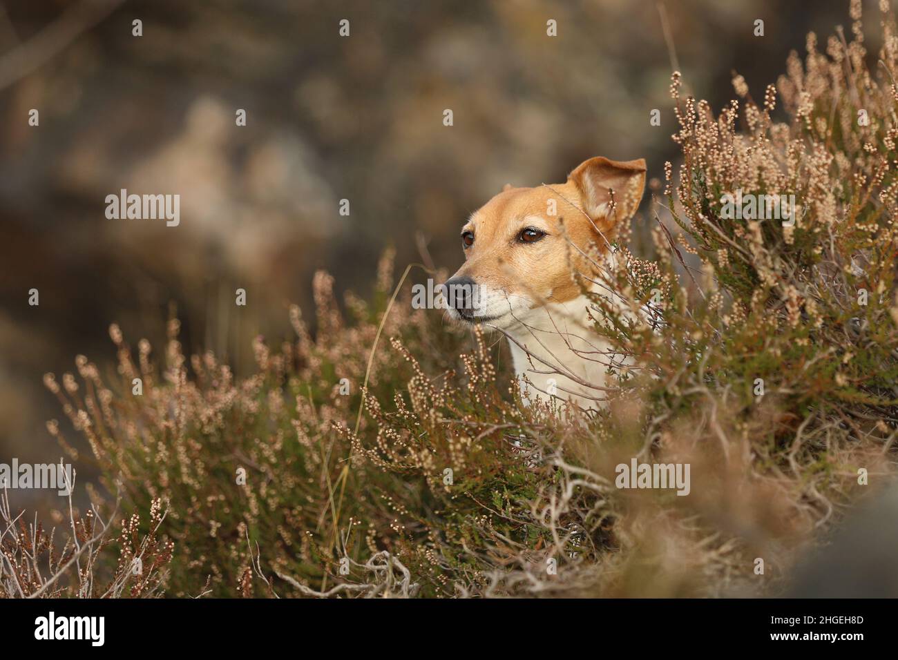 Jack Russell Terrier sit in common heather in autumn forest. JRT are energic hunting dogs used for fox hunting Stock Photo