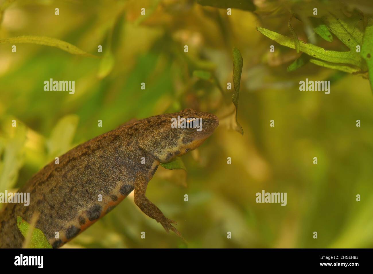 Closeup on a Portugyese Bosca's newt, Lissotriton boscai hiding among the green waterweeds Stock Photo