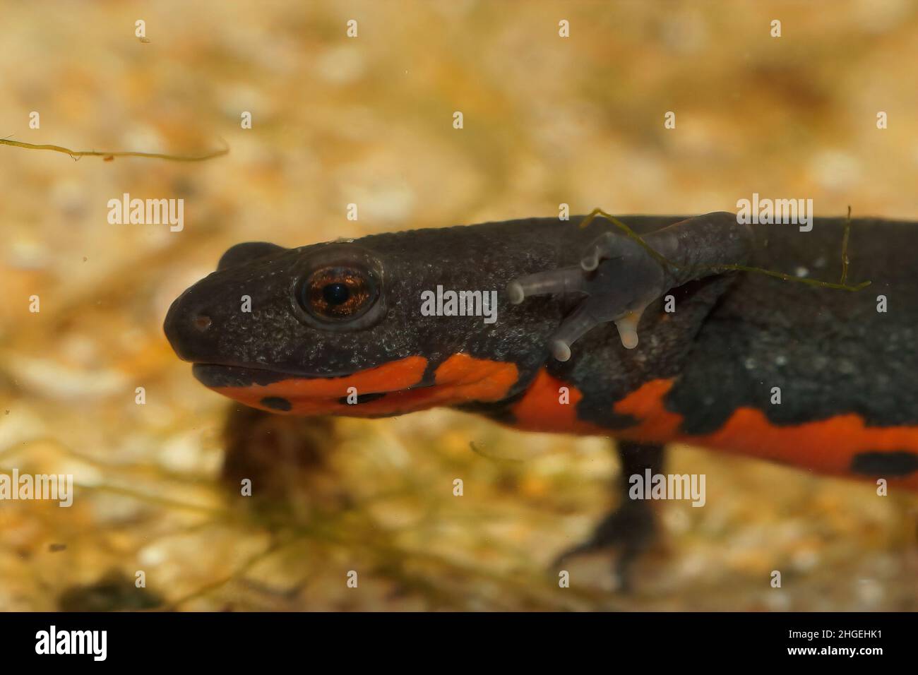 Closeup on an small black aquatic Chinese fire-bellied newt , Cynops orientalis , underwater Stock Photo
