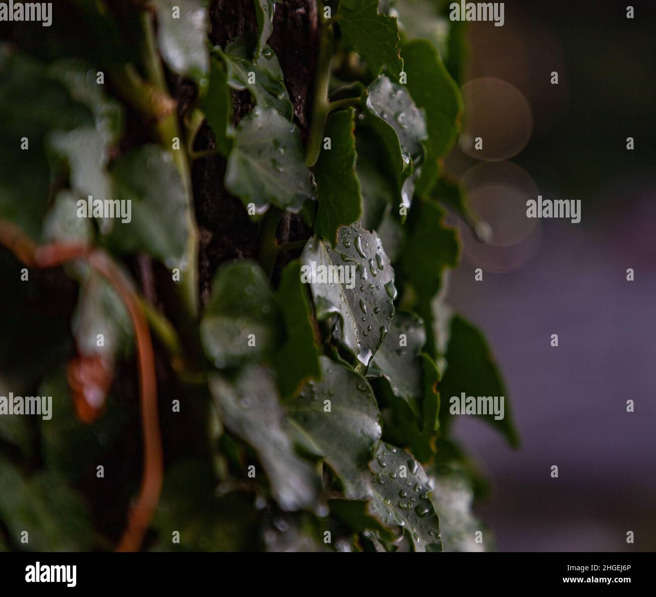 A close-up picture of leaves in the rain. Stock Photo