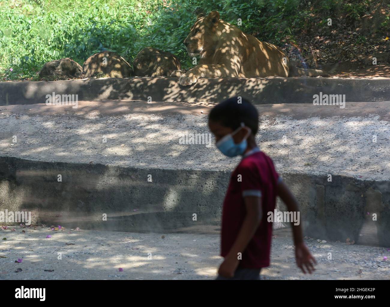 Give gullig ulykke Lion in a zoo hi-res stock photography and images - Page 30 - Alamy