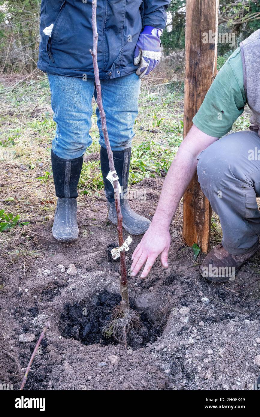 Volunteers planting a heritage apple tree, creating an orchard of rare traditional apple trees during winter UK. Part of the Community Orchard Project Stock Photo