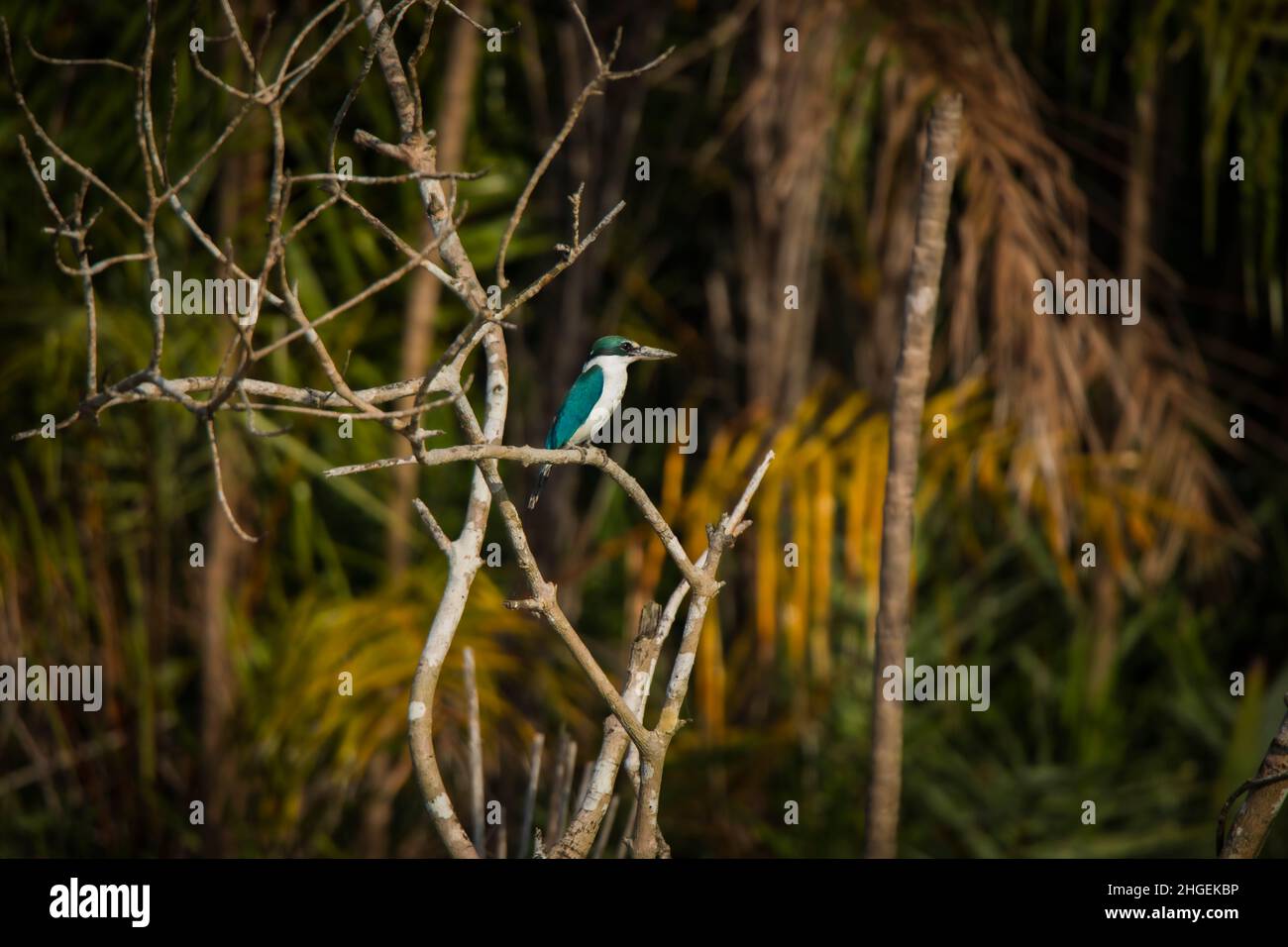 Collared Kingfisher, Todirhamphus chloris, Sunderbans, West Bengal, India Stock Photo