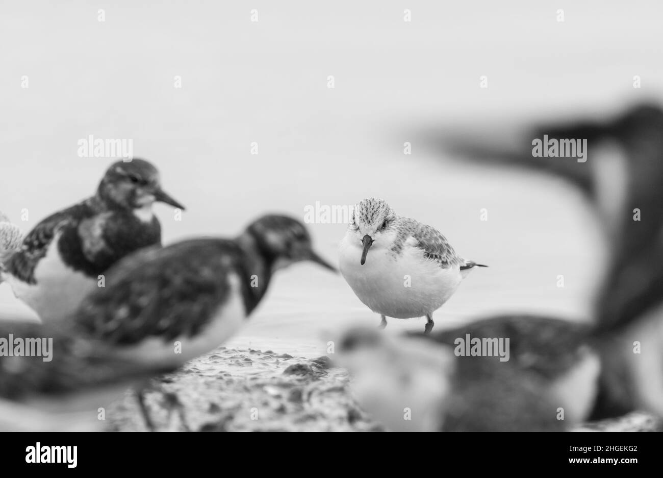 Solitary Sanderling (Calidris alpina) Stock Photo