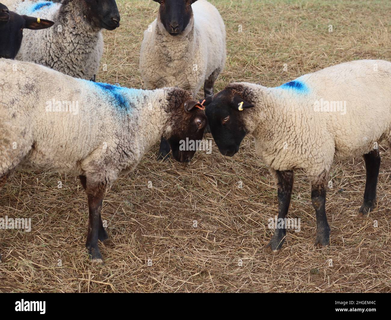 A herd of black faced sheep grazing on a field near Maiden Castle, Dorchester, Dorset, England Stock Photo