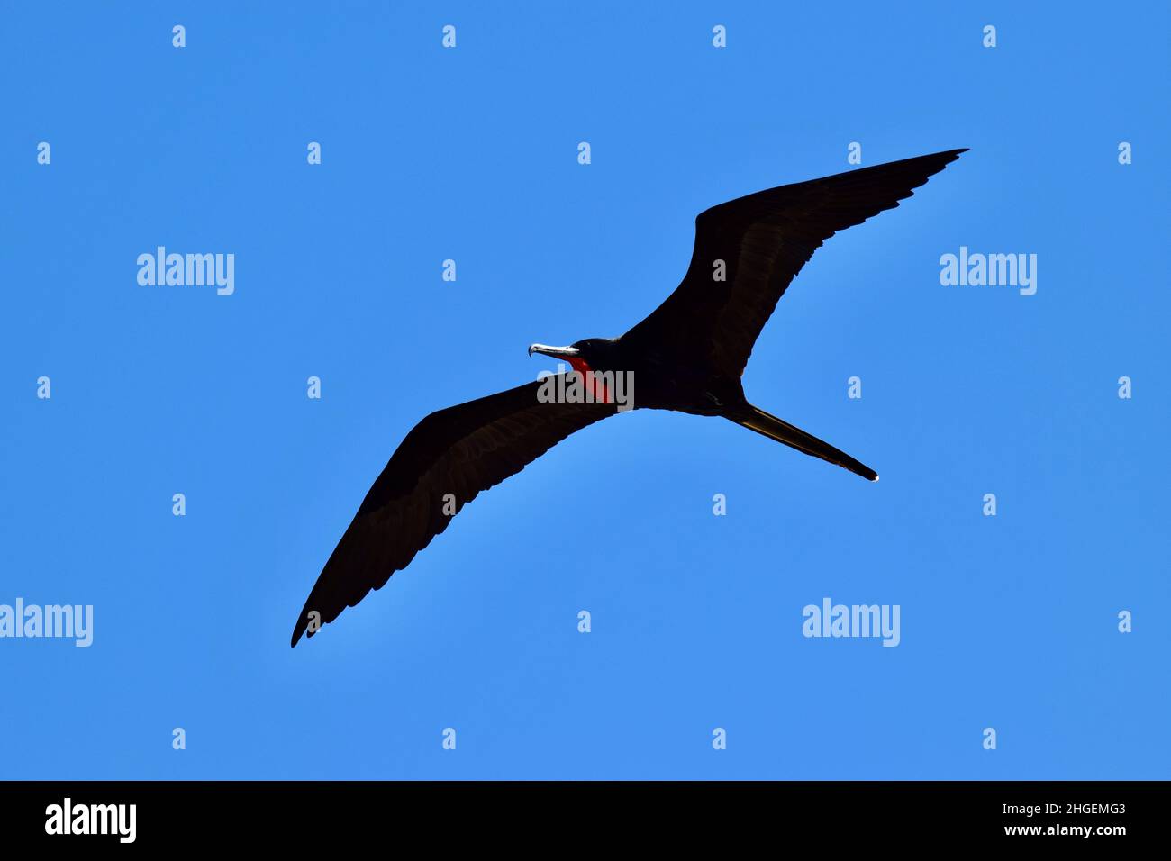 A male Magnificent Frigatebird aka Man-O-War (Fregata magnificens) in flight against a blue sky background in San Pedro, Belize.  His red gulag pouch . Stock Photo