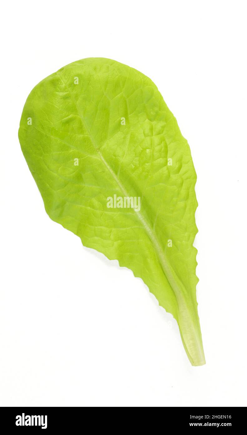 Green salad leaf isolated on white background. Single lettuce Stock