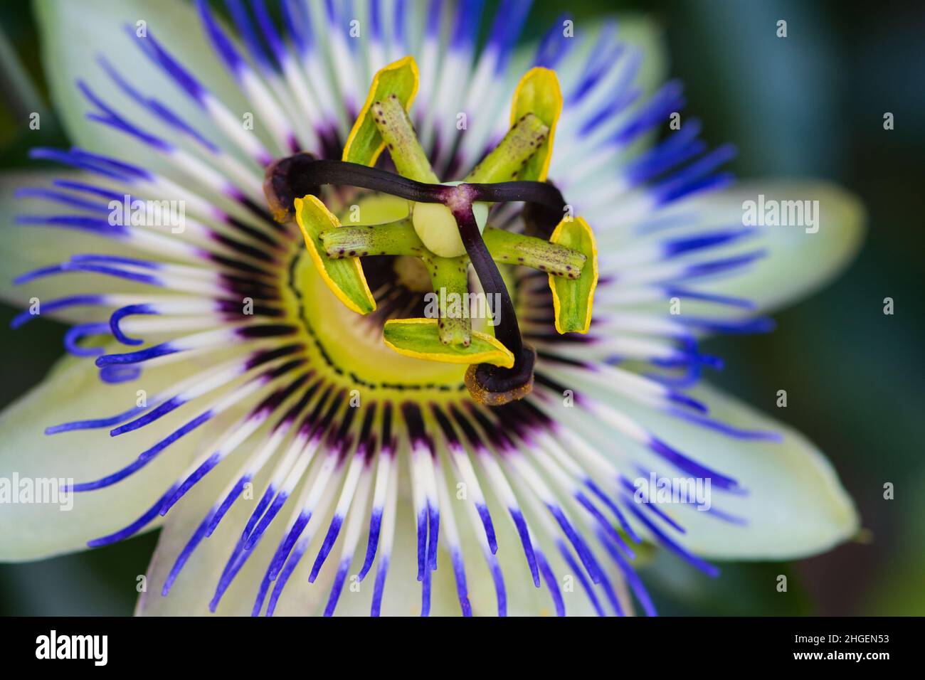 close up of a passion flower Stock Photo
